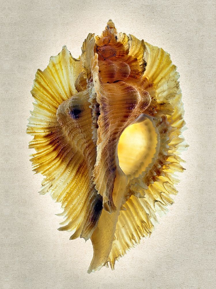 Miyoko Murex art print by Richard Reynolds for $57.95 CAD