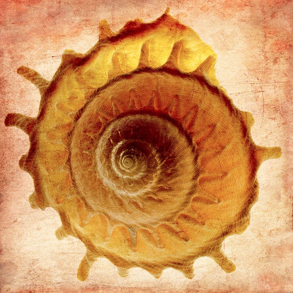 Stellaria Solaris art print by Richard Reynolds for $57.95 CAD