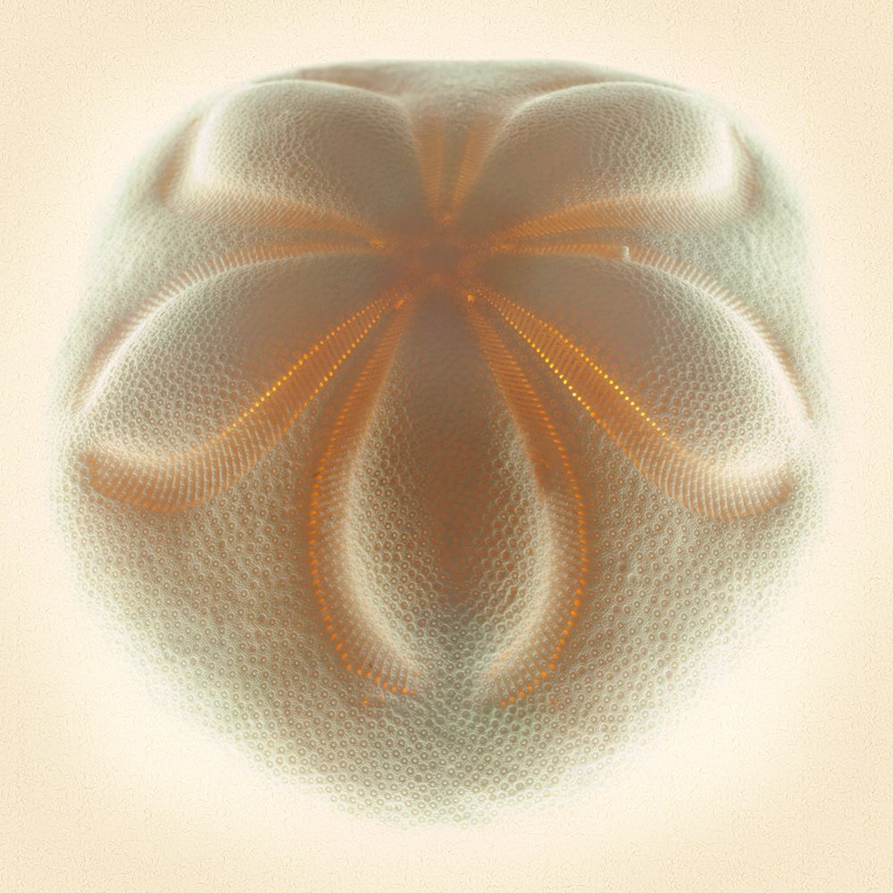 Sea Biscuit Tan art print by Richard Reynolds for $57.95 CAD