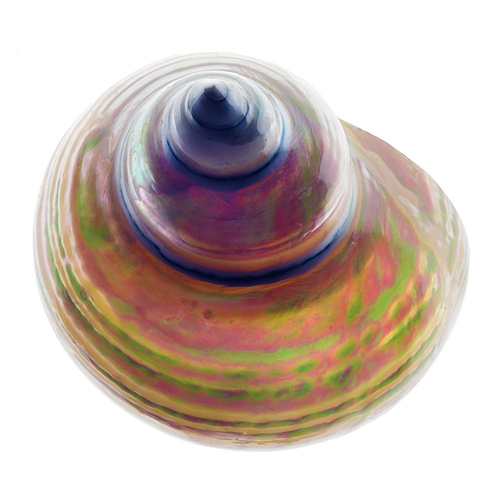 Pearl Turban Shell 1 art print by Richard Reynolds for $57.95 CAD