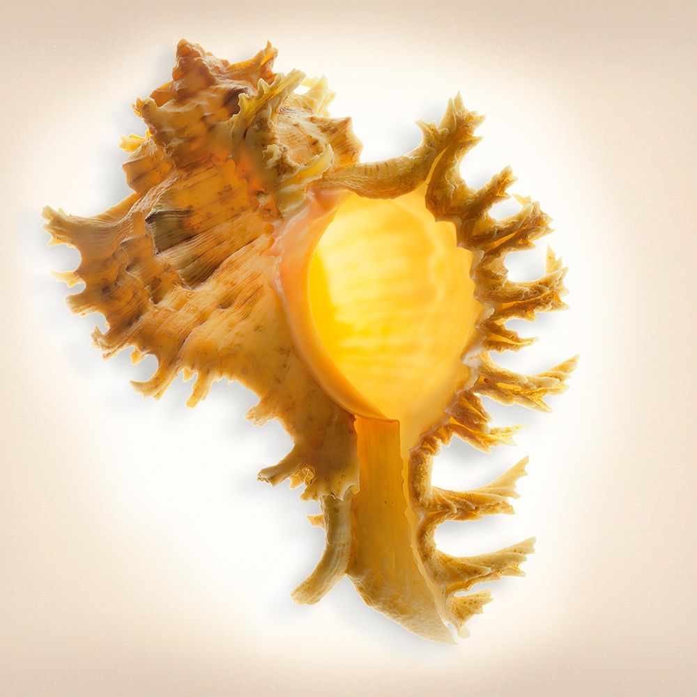 Branched Murex art print by Richard Reynolds for $57.95 CAD