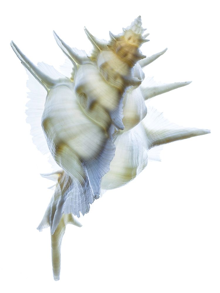 Murex Alabaster I art print by Richard Reynolds for $57.95 CAD