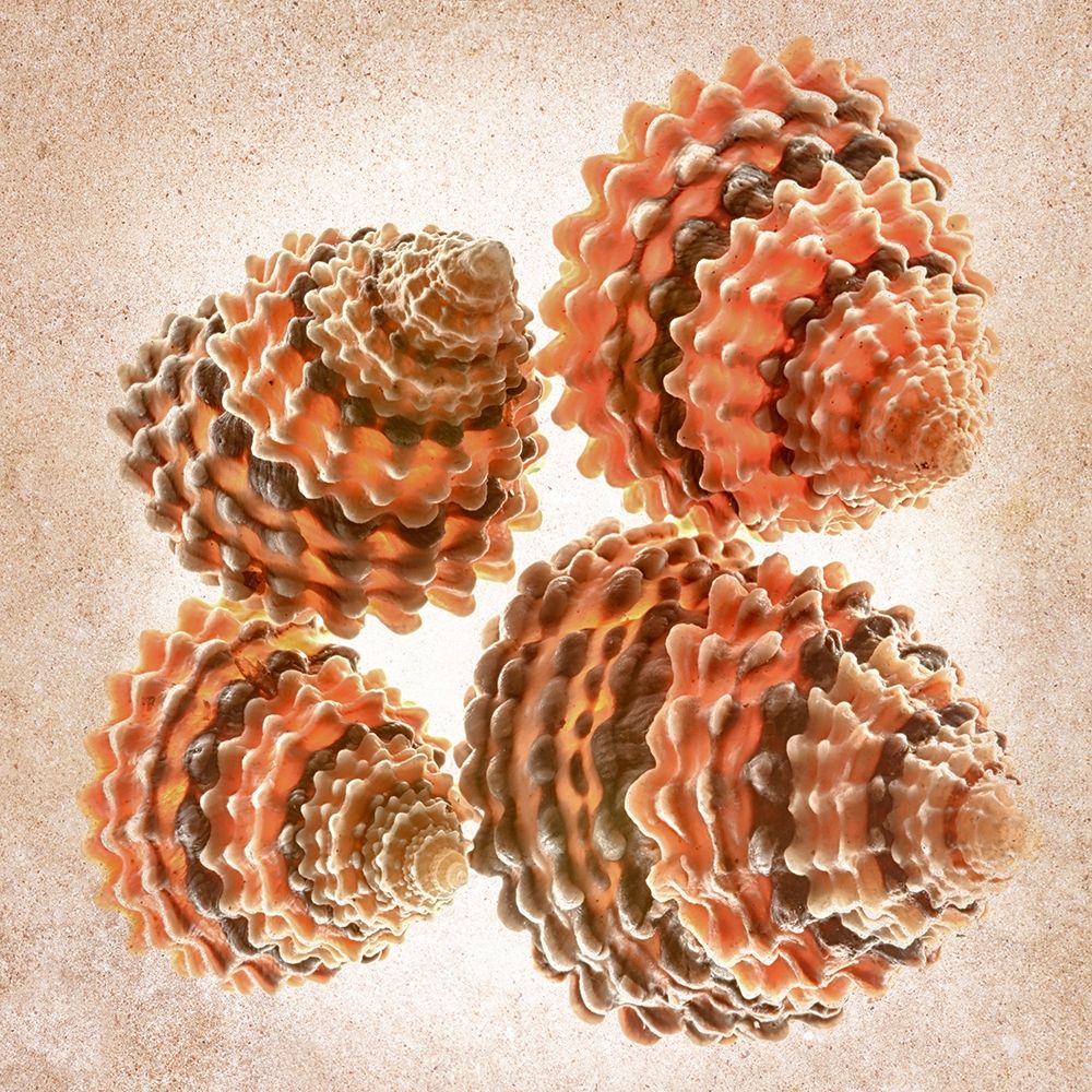 Tectarus Coronatus art print by Richard Reynolds for $57.95 CAD