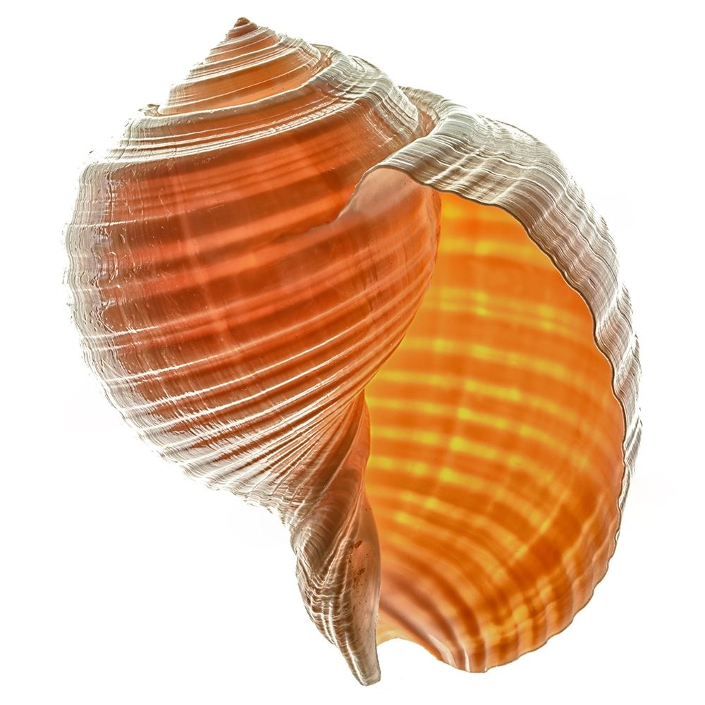 Tonna Galea art print by Richard Reynolds for $57.95 CAD