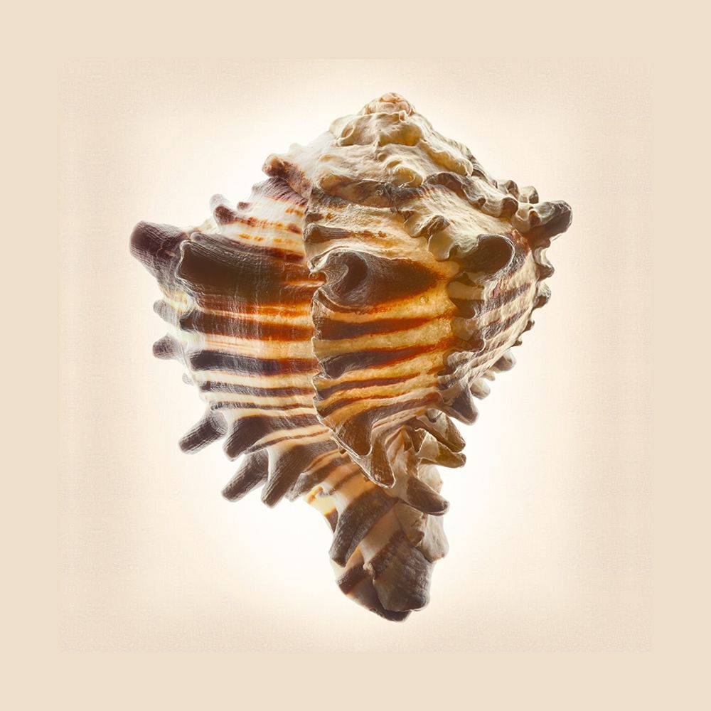 Hexaplex Nigritus art print by Richard Reynolds for $57.95 CAD