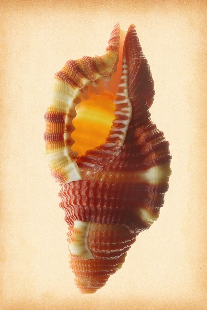 Cymatium Bibbeyi art print by Richard Reynolds for $57.95 CAD