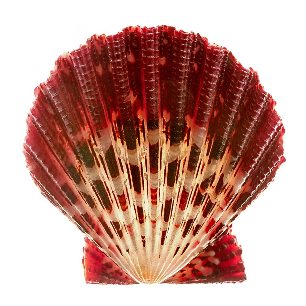 Scallop 2 art print by Richard Reynolds for $57.95 CAD