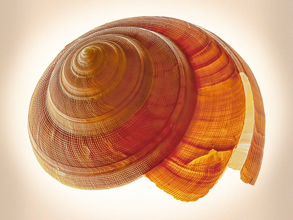 Bayerotrochus Teramachii art print by Richard Reynolds for $57.95 CAD