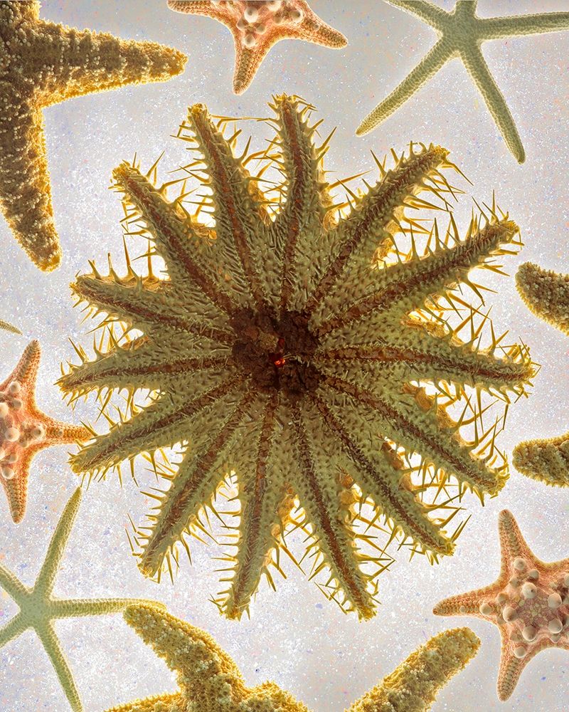Starfish Medley art print by Richard Reynolds for $57.95 CAD