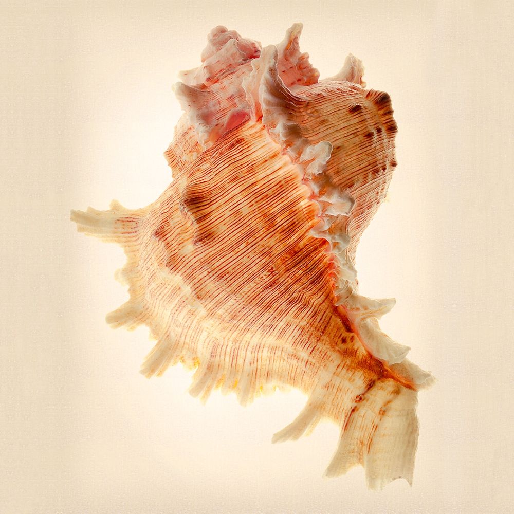 Murex art print by Richard Reynolds for $57.95 CAD