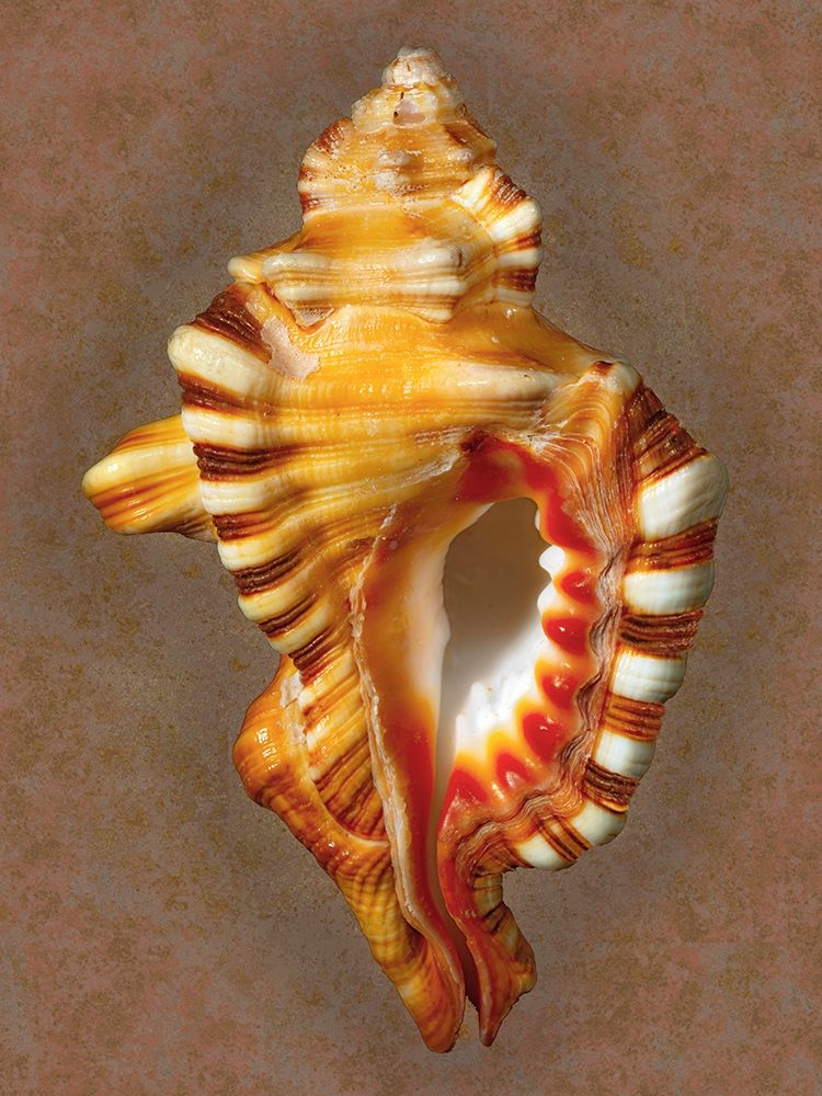 Perrys Triton art print by Richard Reynolds for $57.95 CAD