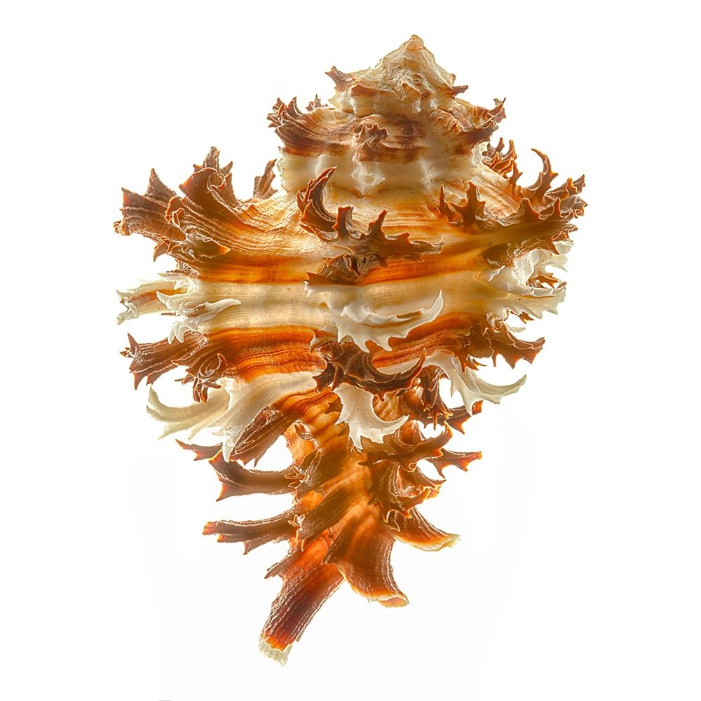 Hexaplex Cichoreum art print by Richard Reynolds for $57.95 CAD