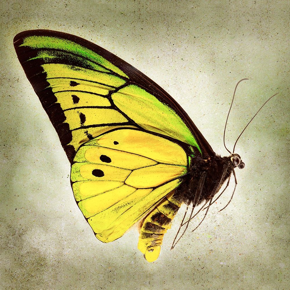 Goliath Birdwing art print by Richard Reynolds for $57.95 CAD