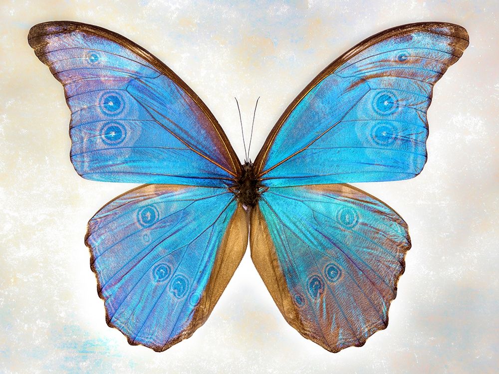 GodartS Morpho art print by Richard Reynolds for $57.95 CAD