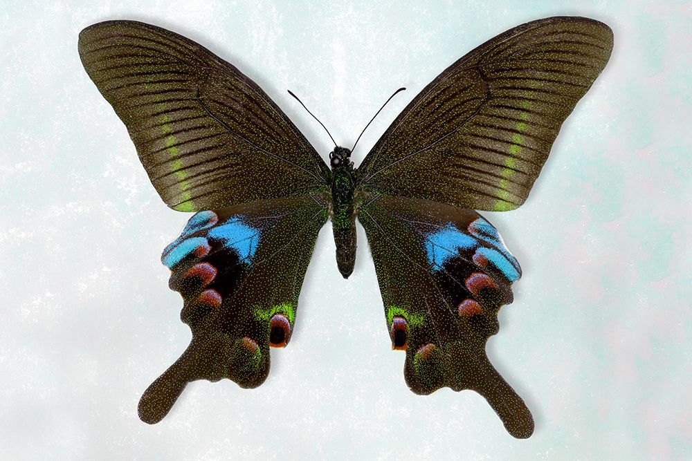 Blue Peacock art print by Richard Reynolds for $57.95 CAD