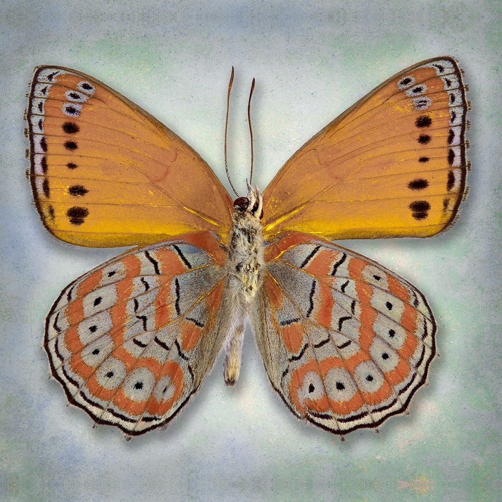 Harlequin Butterfly art print by Richard Reynolds for $57.95 CAD