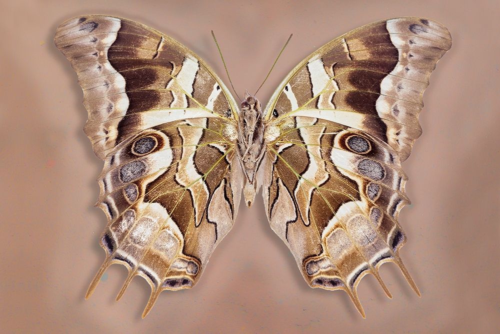 Charaxes Analava - Underside art print by Richard Reynolds for $57.95 CAD