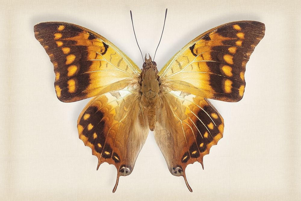 Green Veined Emperor art print by Richard Reynolds for $57.95 CAD