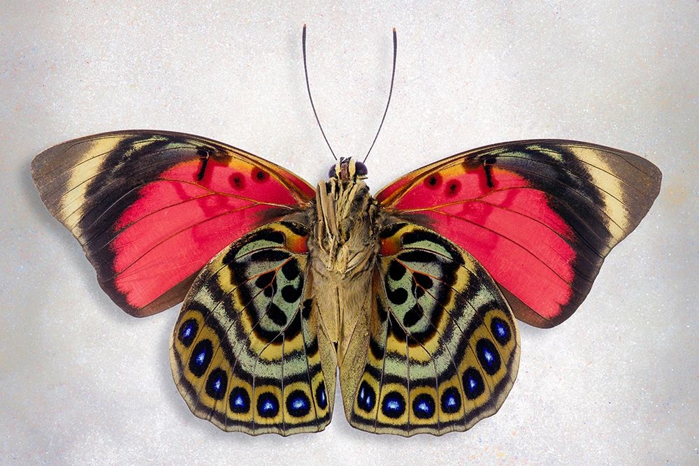 Claudina Agrias - Underside art print by Richard Reynolds for $57.95 CAD