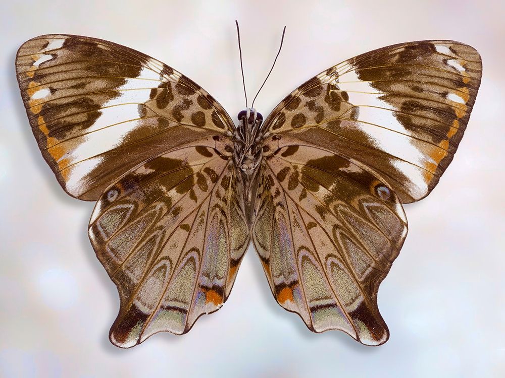 Prothoe Semperi Semperi art print by Richard Reynolds for $57.95 CAD