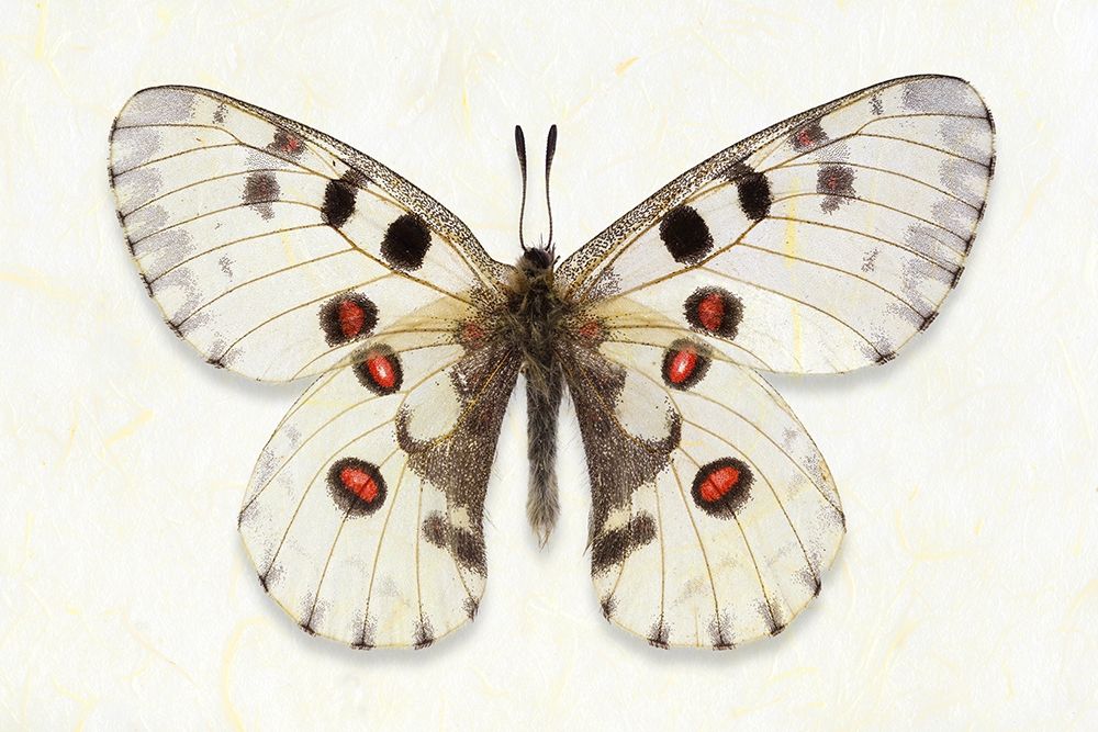 Nomion Apollo art print by Richard Reynolds for $57.95 CAD