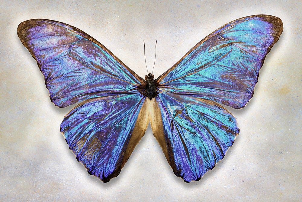 Aurora Morpho art print by Richard Reynolds for $57.95 CAD