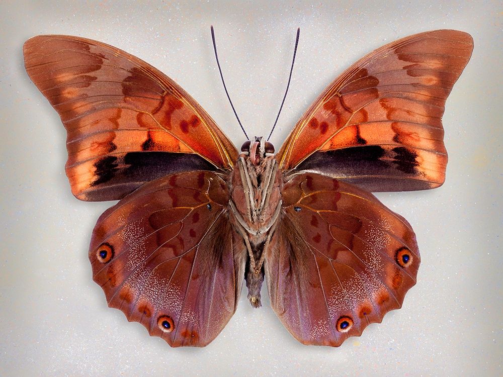 Prepona Praeneste Confusa - Underside art print by Richard Reynolds for $57.95 CAD