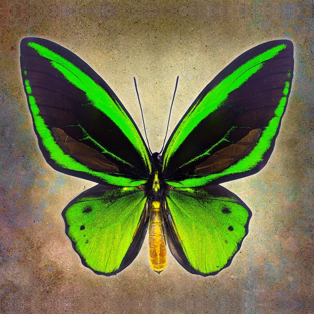 Common Green Birdwing art print by Richard Reynolds for $57.95 CAD