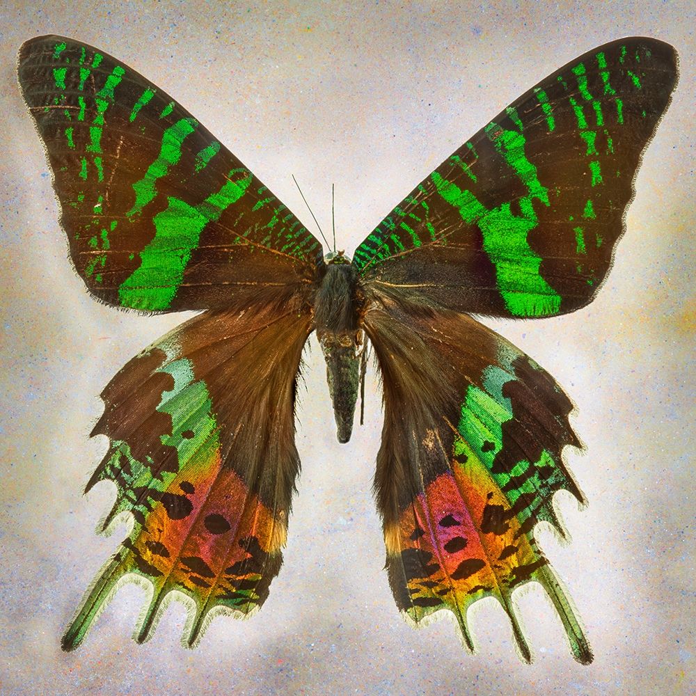 Urania Riphens art print by Richard Reynolds for $57.95 CAD