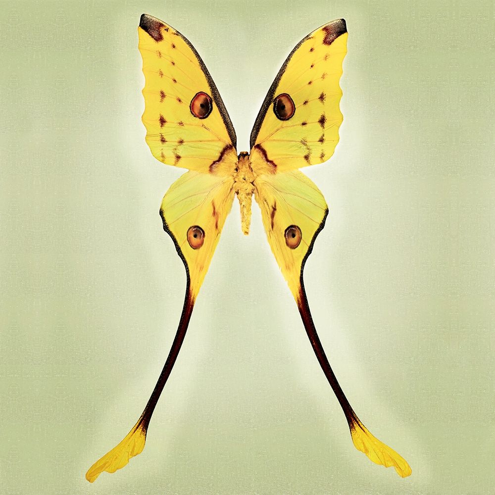 Comet Moth art print by Richard Reynolds for $57.95 CAD