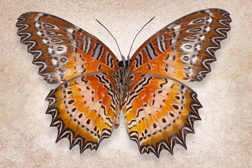 Red Laceing art print by Richard Reynolds for $57.95 CAD
