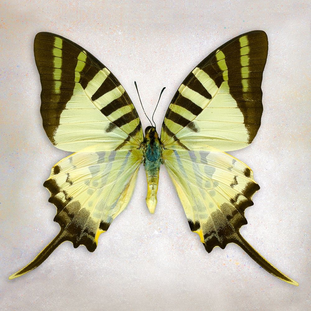 Fivebar Swordtail art print by Richard Reynolds for $57.95 CAD