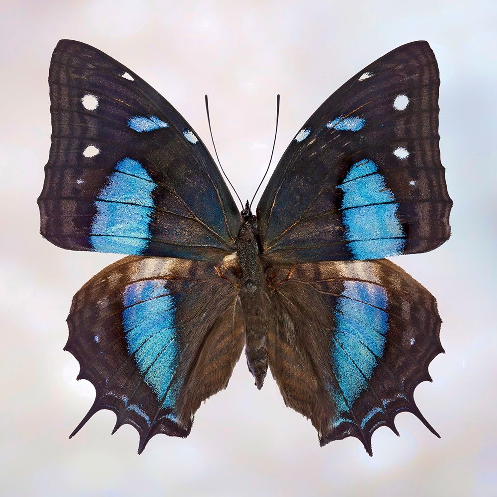 Baeotus Baeotus art print by Richard Reynolds for $57.95 CAD