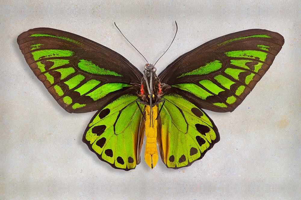 Priams Birdwing art print by Richard Reynolds for $57.95 CAD