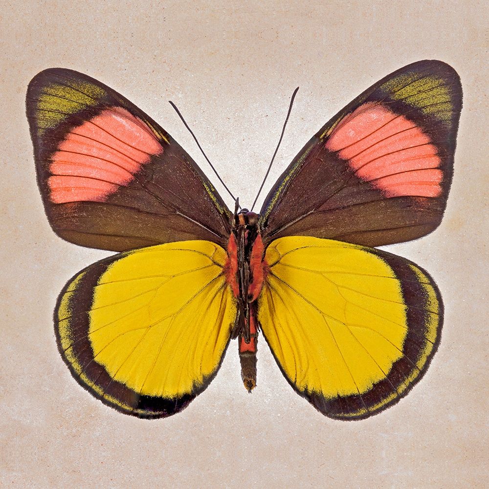 Painted Beauty Underside art print by Richard Reynolds for $57.95 CAD