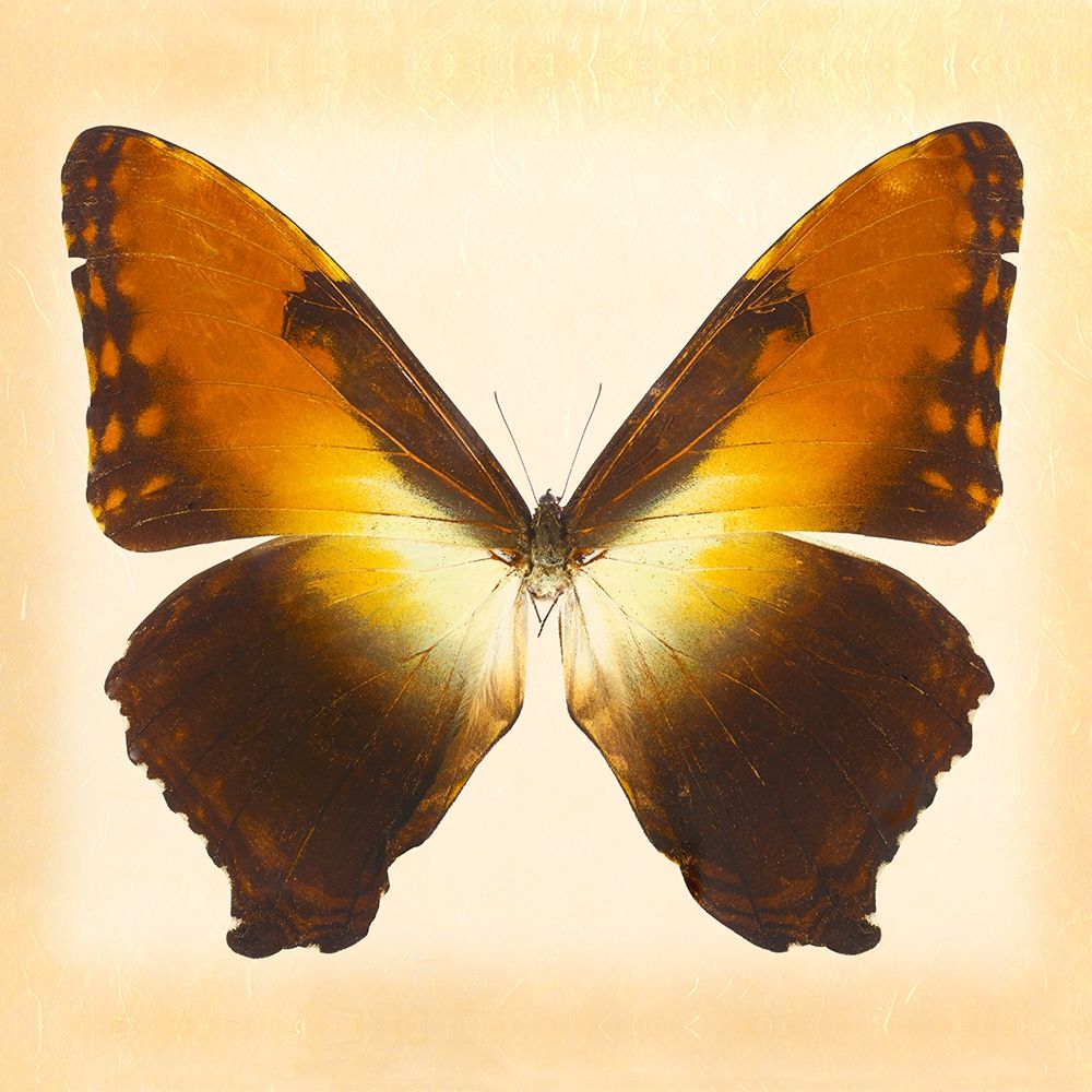 Sunset Morpho art print by Richard Reynolds for $57.95 CAD