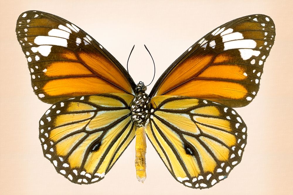 Tiger Common art print by Richard Reynolds for $57.95 CAD