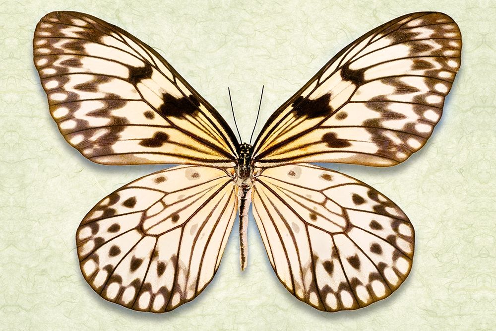Rice Paper Butterfly art print by Richard Reynolds for $57.95 CAD