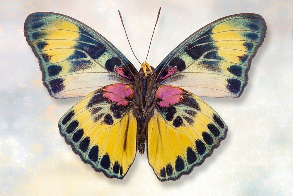 Euphaedra Adonina art print by Richard Reynolds for $57.95 CAD