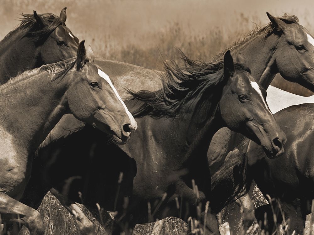 Middle of the Pack art print by Robert Dawson for $57.95 CAD