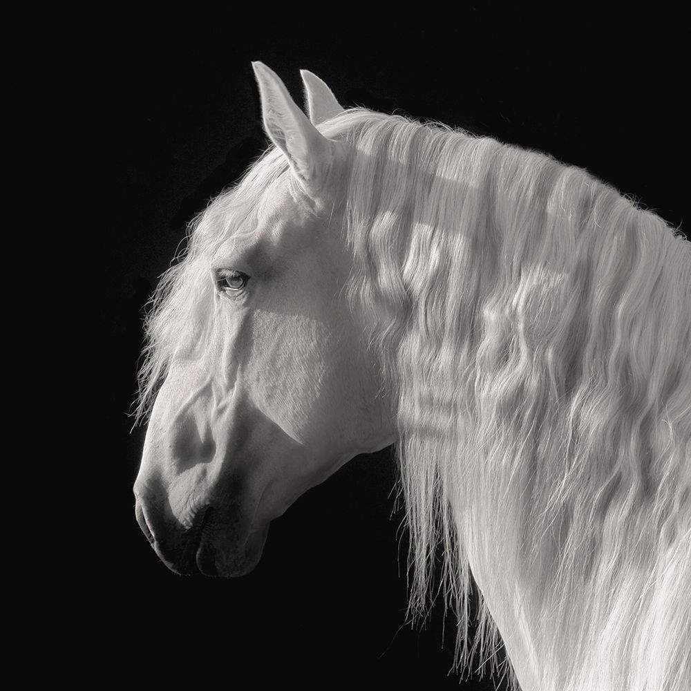 Contemplation art print by Robert Dawson for $57.95 CAD