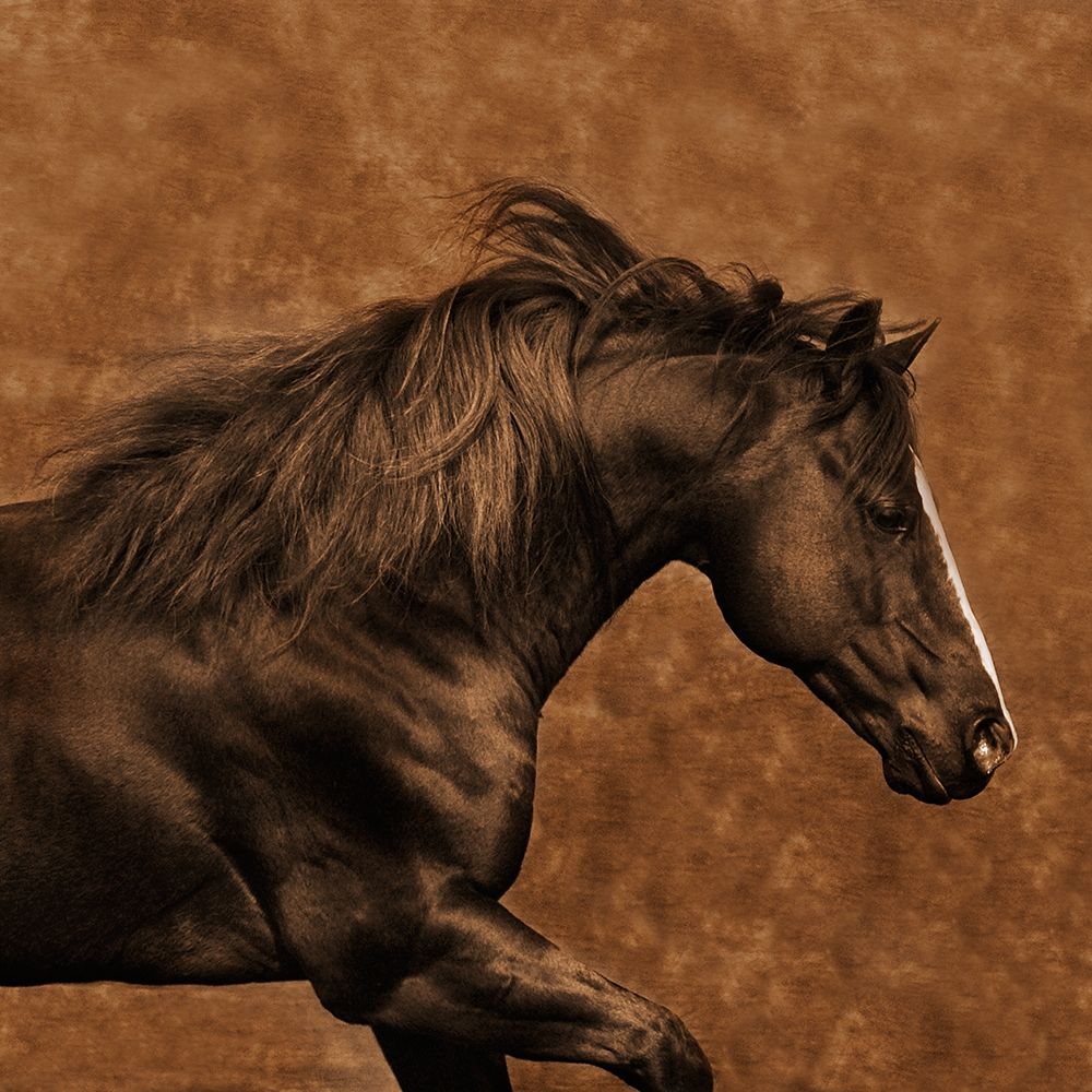 Eastward Gallop art print by Robert Dawson for $57.95 CAD