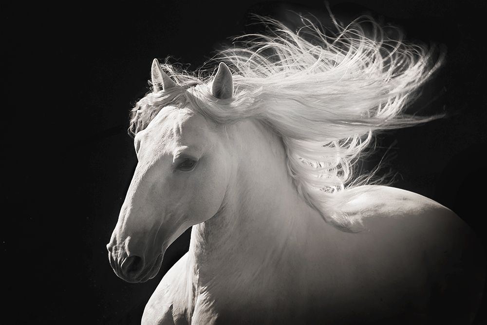 Grey Ghost art print by Robert Dawson for $57.95 CAD