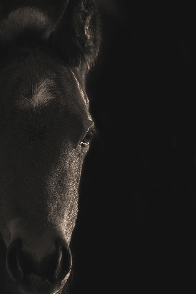 Look At Me art print by Robert Dawson for $57.95 CAD