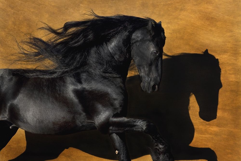 Fabiano I art print by Robert Dawson for $57.95 CAD