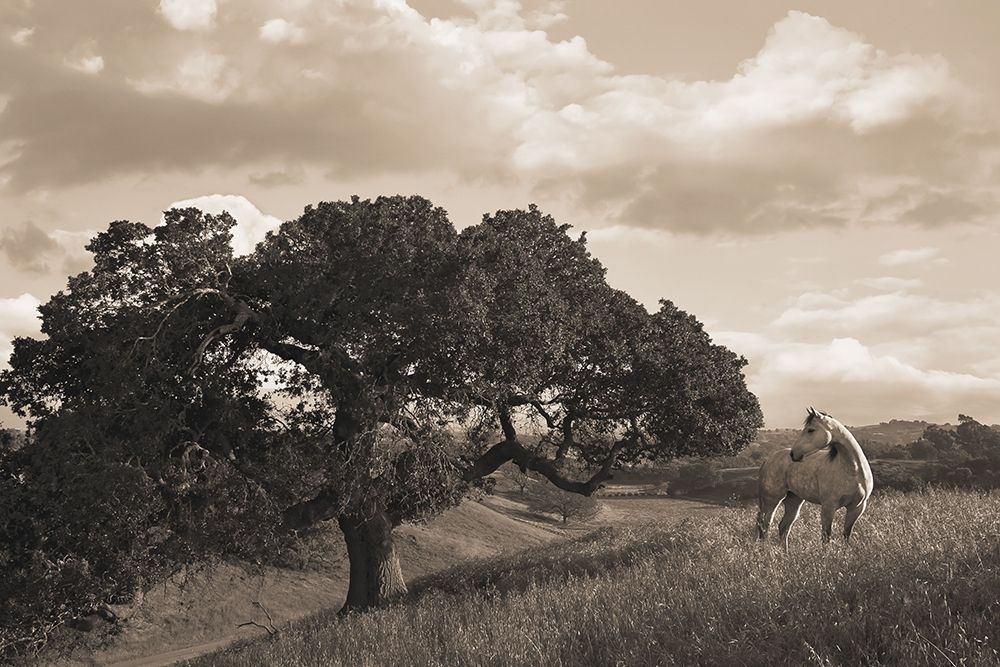 California Evening art print by Robert Dawson for $57.95 CAD