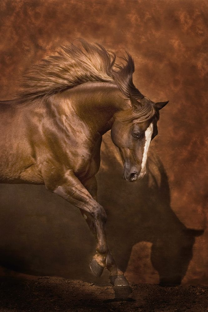 Horse Dancer art print by Robert Dawson for $57.95 CAD