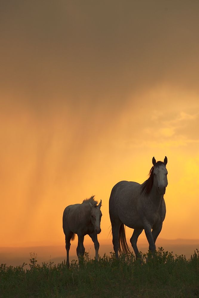 Evening Walk art print by Robert Dawson for $57.95 CAD