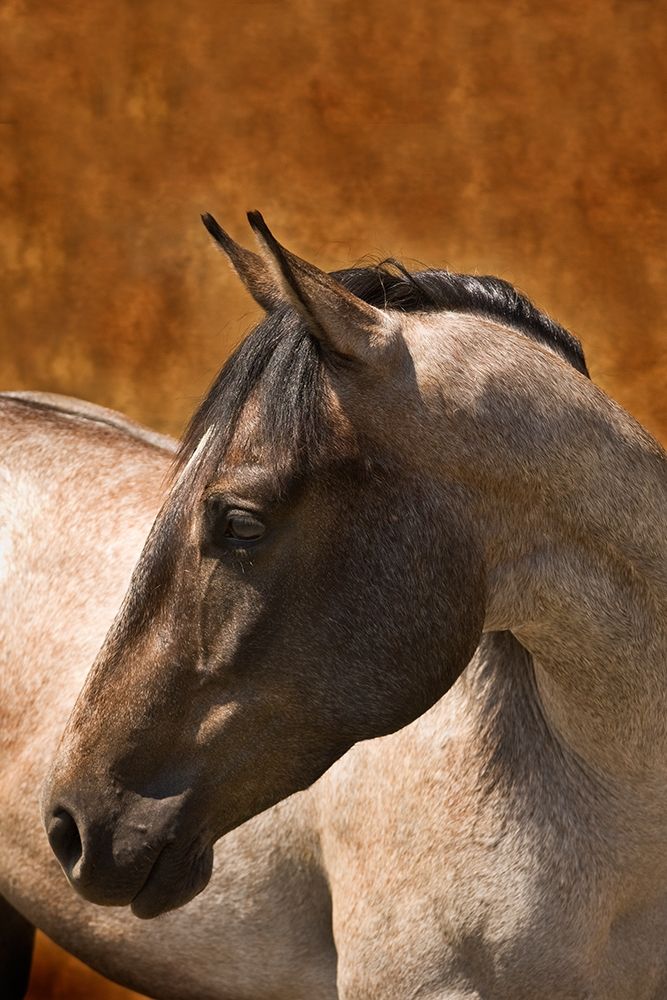 Leos Son art print by Robert Dawson for $57.95 CAD