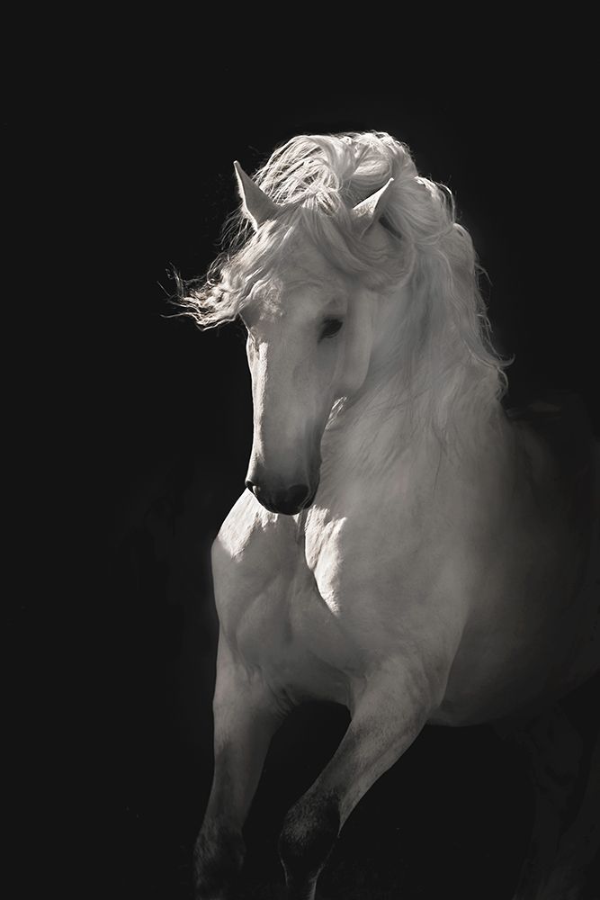 Into the Light art print by Robert Dawson for $57.95 CAD